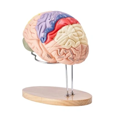 Afbeelding van VEVOR Anatomisch model van het menselijk brein, 2X levensgroot 4 delig met labels en tentoonstellingsbasis, afneembaar hersenmodel onderwijs leren display
