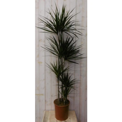 Afbeelding van Kamerplant Drakenbloedboom Dracaena Marginata smal blad Groen 160 cm Warentuin Natuurlijk