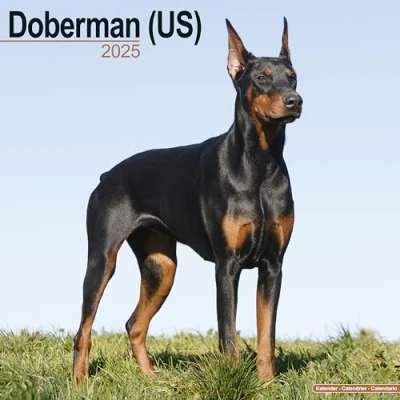 Afbeelding van Dobermann Kalender 2025 (US)