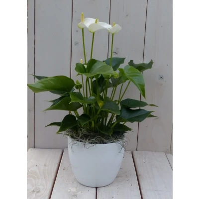 Afbeelding van Flamingoplant Anthurium wit in witte pot 40 cm Warentuin Natuurlijk