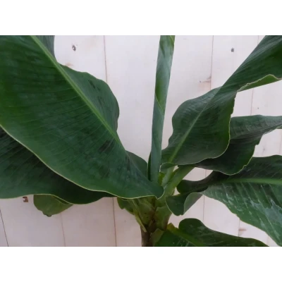 Afbeelding van Kamerplant Bananenplant Musa Warentuin Natuurlijk