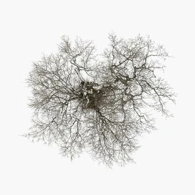 Afbeelding van John Metcalfe Tree (2 LP)
