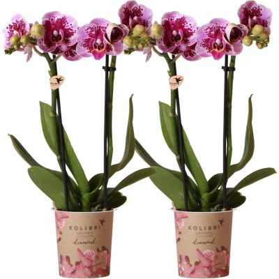 Afbeelding van COMBI DEAL White orchids El Salvador Ø9cm