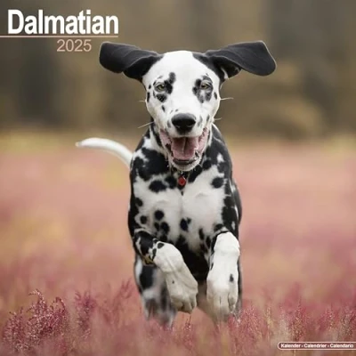 Afbeelding van Dalmatier Kalender 2025