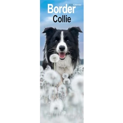 Afbeelding van Border Collie Slim Calendar 2026 Dog Breed Slimline 12 Month