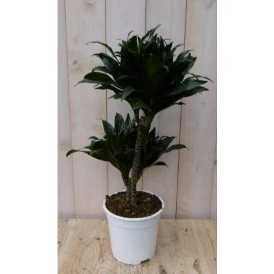 Afbeelding van Kamerplant Drakenbloedboom Dracaena Compacta 60 cm Warentuin Natuurlijk