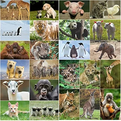 Afbeelding van Edition Colibri Ansichtkaarten met dieren (24 verschillende ansichtkaarten) schattige dierenkinderen en moeder kind voor verzamelaars of postcrossing