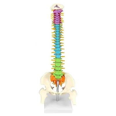 Afbeelding van QWORK Flexibel wervelkolommodel met spinale zenuwen, bekken en dijen, kleurrijk anatomisch model voor medische studenten artsen, 45 cm