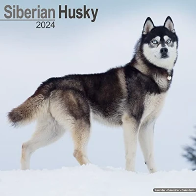 Afbeelding van Siberian Husky Kalender 2024