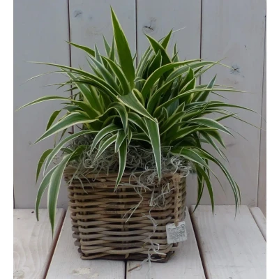 Afbeelding van Chlorophytum in mandje 25 cm Warentuin Natuurlijk