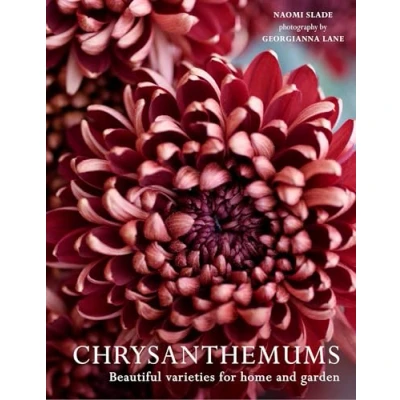 Afbeelding van Chrysanthemums