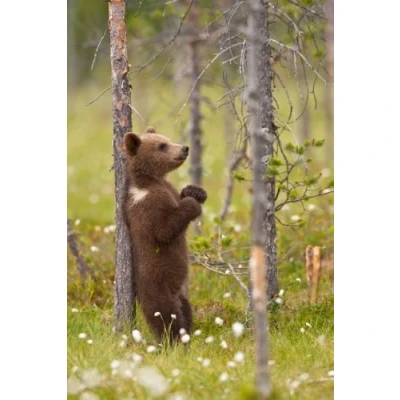 Afbeelding van Gelukkige wackel beer ansichtkaart: BALU des Bears jUCKT»