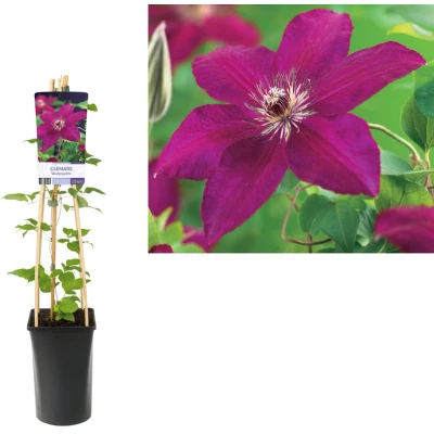 Afbeelding van Klimplant Clematis &#039;Westerplatte&#039; (Bosrank)