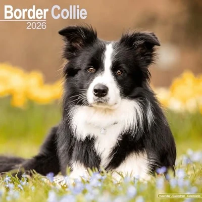 Afbeelding van Border Collie Calendar 2026 Square Dog Breed Wall 16 Month