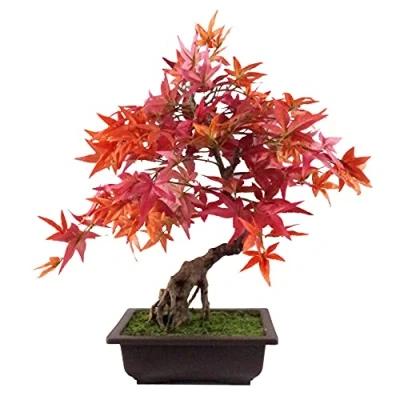 Afbeelding van Leaf Kunstmatige Bonsai 50 cm rood Acer