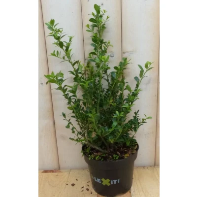 Afbeelding van Ilex donker groen Warentuin Natuurlijk