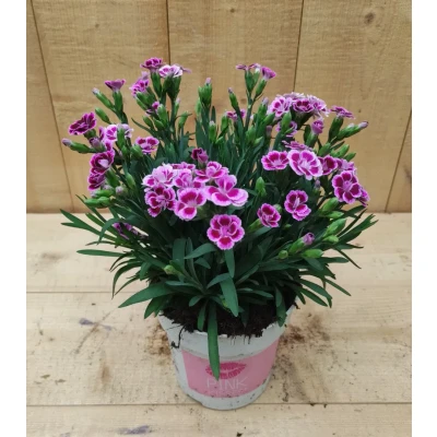 Afbeelding van Dianthus Anjer Pink Kisses Warentuin natuurlijk