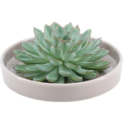 Afbeelding van Echte Succulent groen in taupe keramiek schaal Ø12 14 cm ↕5 1x Echeveria Pulidonis vetplant
