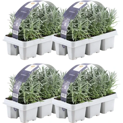 Afbeelding van Plants by Frank 24 Lavendelplanten x Ø7 cm ↕15 Lavendelplant winterhard Planten