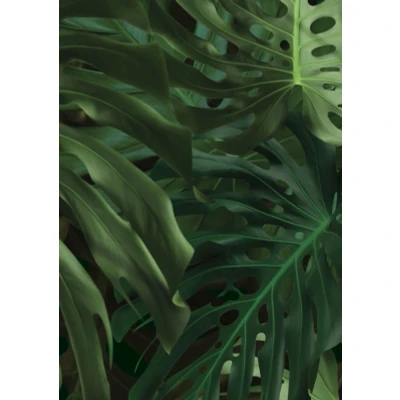 Afbeelding van KEK Amsterdam Monstera behang