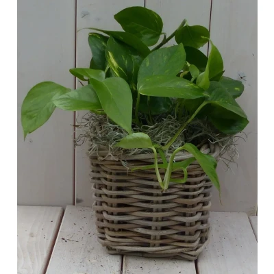 Afbeelding van Epipremnum geelgroen mandje 25 cm Warentuin Natuurlijk