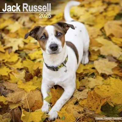 Afbeelding van Jack Russell Terrier Kalender 2025