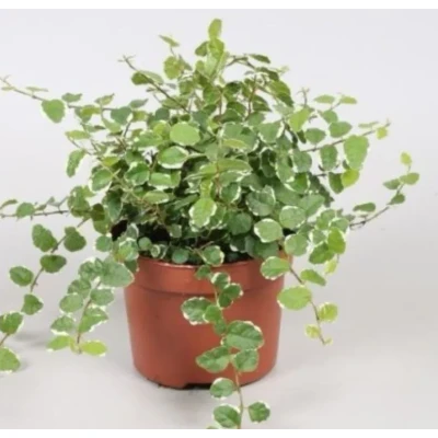 Afbeelding van Kamerplant Ficus Pumila Warentuin Natuurlijk