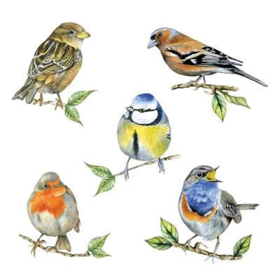 Afbeelding van Bird species white