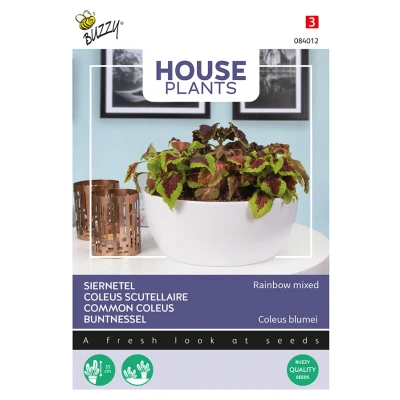 Afbeelding van House plants coleus rainbow mix Buzzy