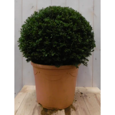 Afbeelding van Taxus 30 cm Warentuin natuurlijk