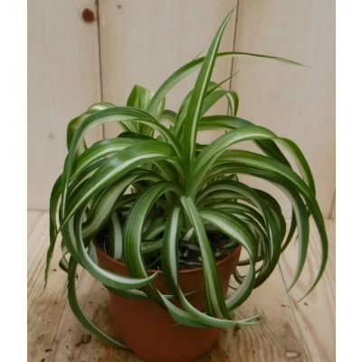 Afbeelding van 2 stuks! Chlorophytum bonnie Warentuin Natuurlijk
