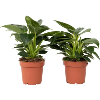 Afbeelding van Philodendron &#039;White Wave&#039; Set van 2 Pot 12cm Hoogte 20 30cm Phil. White Wave P12 x2
