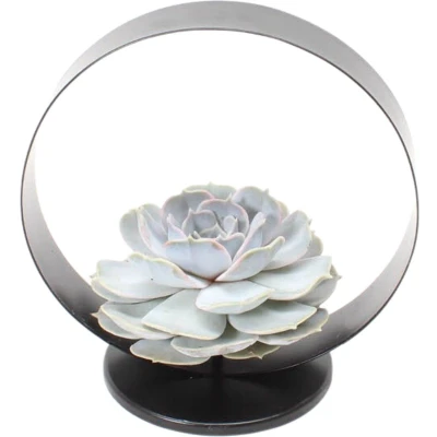 Afbeelding van Echte Succulent lila op tafel standaard zwart Ø12 14 cm ↕5 1x Echeveria Lilacina vetplant