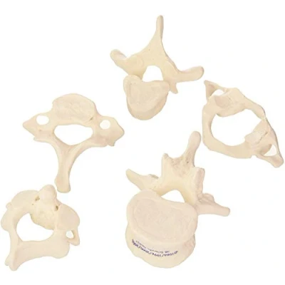 Afbeelding van 3B Scientific A75/1 5 wervelmodel + gratis anatomie app Smart Anatomy