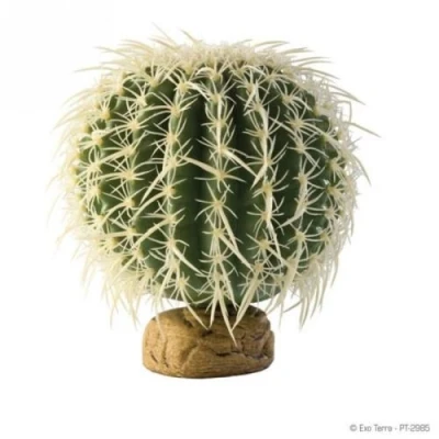Image de décoration cactus oursin