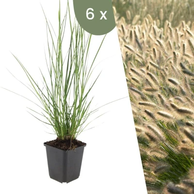 Afbeelding van Plants by Frank 6 Lampenpoetsergras planten Pennisetum alopecuroides &#039;Hameln&#039; Winterharde bodembedekker tuinplanten Siergrassen vaste meerjarig