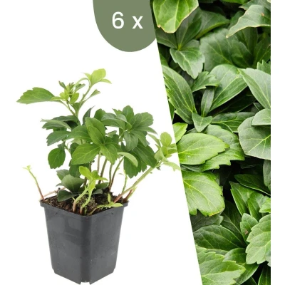 Afbeelding van Plants by Frank 6 Dikkemanskruid planten Pachysandra terminalis Winterharde bodembedekker tuinplanten vaste meerjarig