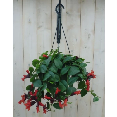 Afbeelding van Hangplant Aeschynanthus Warentuin Natuurlijk
