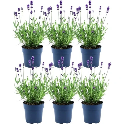 Afbeelding van Plants by Frank Set van 6 Winterharde Lavendelplanten x Ø12 cm ↕30 Lavendula ang. Felice