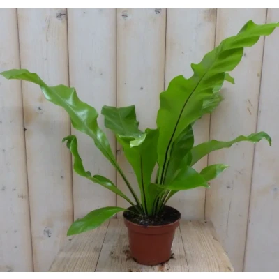 Afbeelding van Kamerplant Asplenium Warentuin Natuurlijk