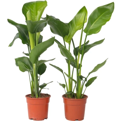 Afbeelding van Strelitzia Nicolai Set van 2 Groene kamerplant Pot 17cm Hoogte 55 70cm P17 x2