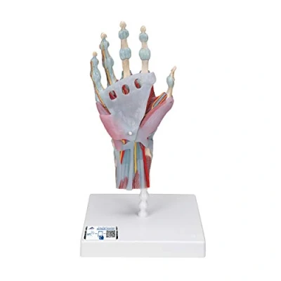 Afbeelding van 3B Scientific M33/1 Hand Skelet Model met Ligamenten en Spieren Smart Anatomy