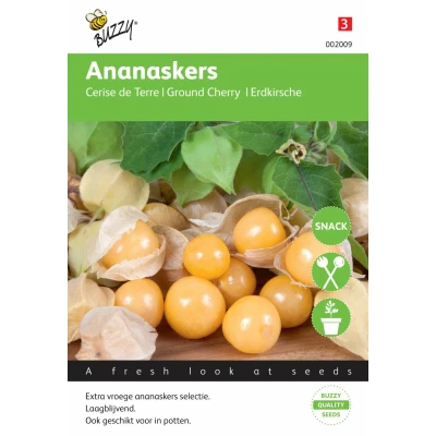 Afbeelding van Ananaskers Physalis pruinosa