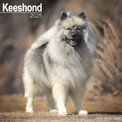 Afbeelding van Keeshond Kalender 2025