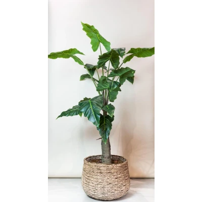 Afbeelding van Kunstplant Alocasia Olifantsoor 150 cm