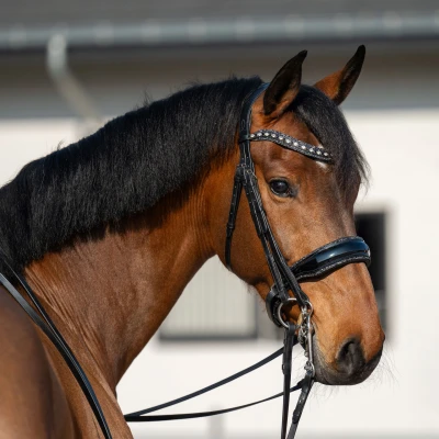 Image de HB Showtime Double Bridle One in a Million
