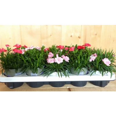 Afbeelding van Tuinanjers 10 stuks in tray mix kleuren Warentuin natuurlijk
