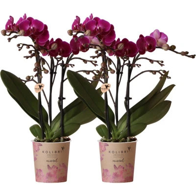 Afbeelding van COMBI DEAL White orchids Morelia Ø9cm