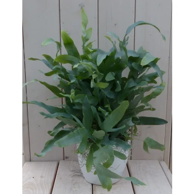 Afbeelding van Blauwvaren Phlebodium in witte pot 30 cm Warentuin Natuurlijk