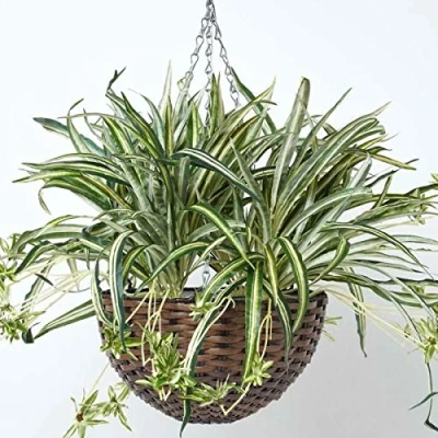 Afbeelding van Homescapes Kunstmatige hangende koraalcactus 60 cm hoog